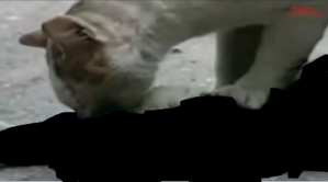 Catrevive.png