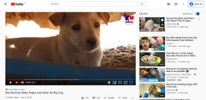 Animal.JPG