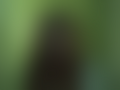 Thumbnail for version as of 14:34, 13 March 2023