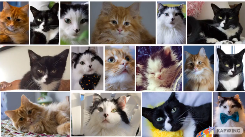 File:Kitten 4.png