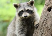 Raccoon.