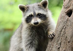 Adorable Raccoon.jpg