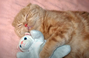 CATS.PNG