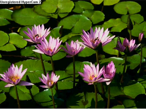 Subliminal Message.png