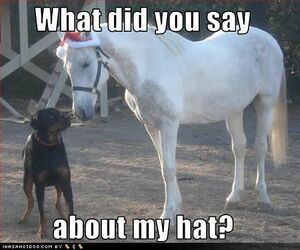 Horse Pictures (27).jpg