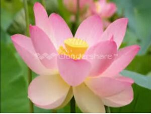 Flower.jpg