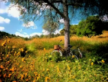 K-fee Meadow commercial.