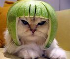 Limecat.