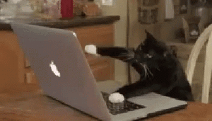 Cat-pc.gif