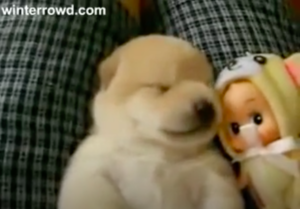 Puppy-talk.png