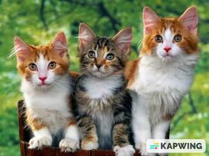 Cutekitten.JPG