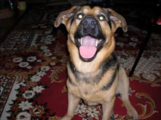 The image of the dog.