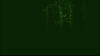 The Forest.