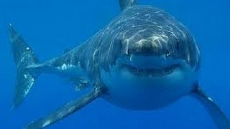 File:Swimmingwithsharkscary.jpg