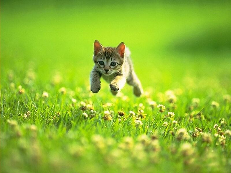 File:Scary Kitten Pop-Up.jpg