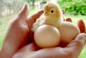 Chick.