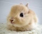 Baby rabbit.
