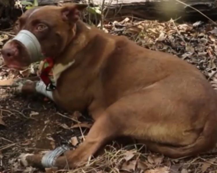 File:1Bitch9Pups-LastVictim.jpg