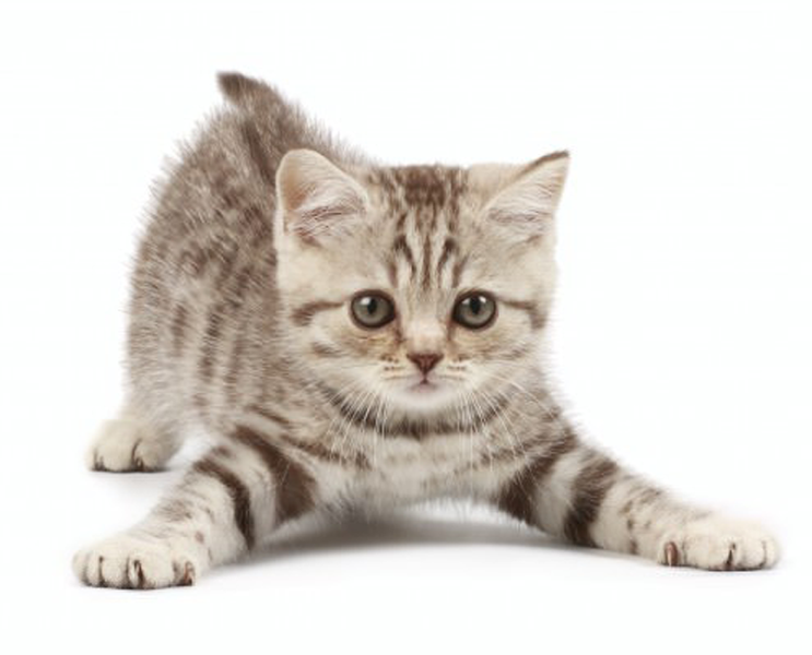 File:Kitten 2.png