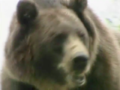 Thumbnail for version as of 04:32, 18 March 2021