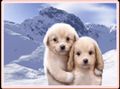 Puppies