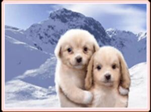 Puppies.jpg