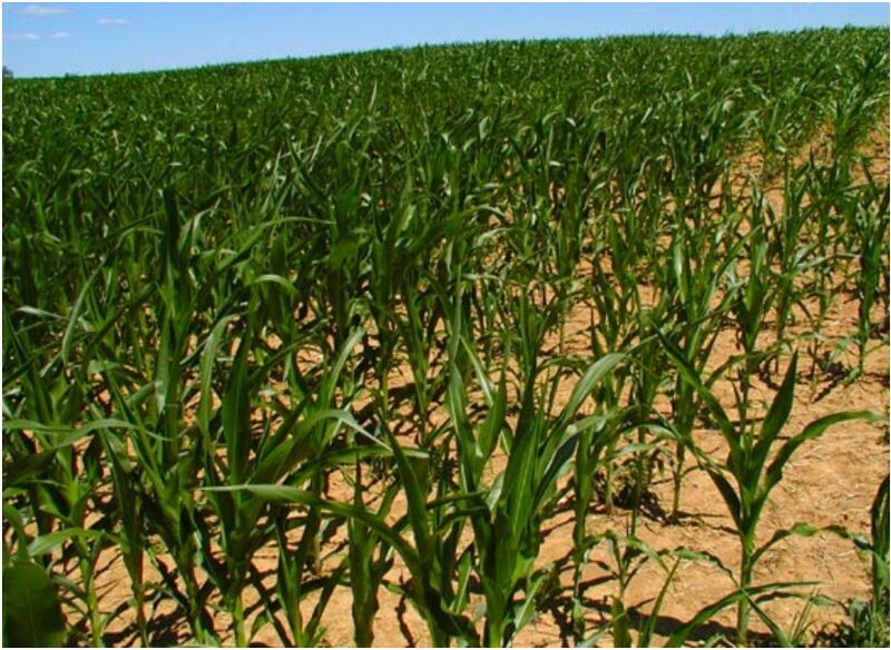 File:Creeper Cornfield.jpg