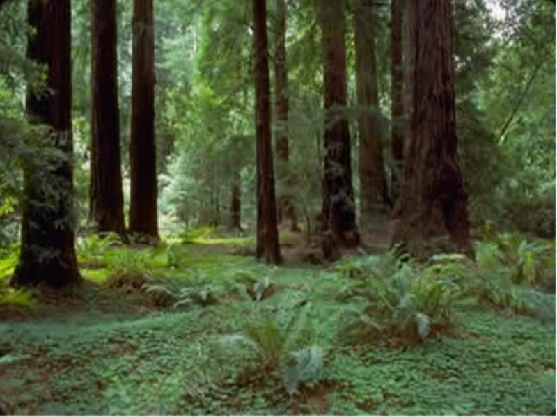 File:Findthemonsterinthepicture.png