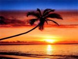 A palm tree.