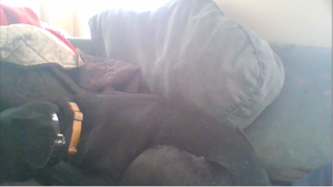 Sleepingpuppy.png