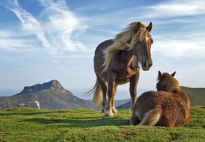 Horses.jpeg