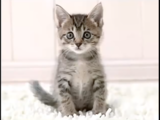 The kitten image that appears before the screamer.