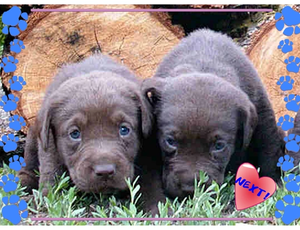 Doggos4.png