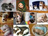 Way cuter than Kittens!