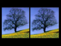 Thumbnail for version as of 07:59, 12 March 2021
