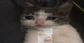 Thumbnail for version as of 07:52, 17 February 2022