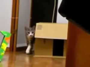 Ninjacat.png