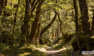 Relaxing forest.png
