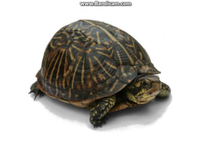 I like Turtles.png