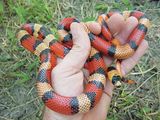 Snake.