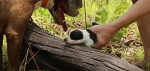 1Bitch9Pups.png