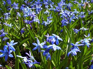 Springflowers.jpg
