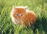 Kitten.